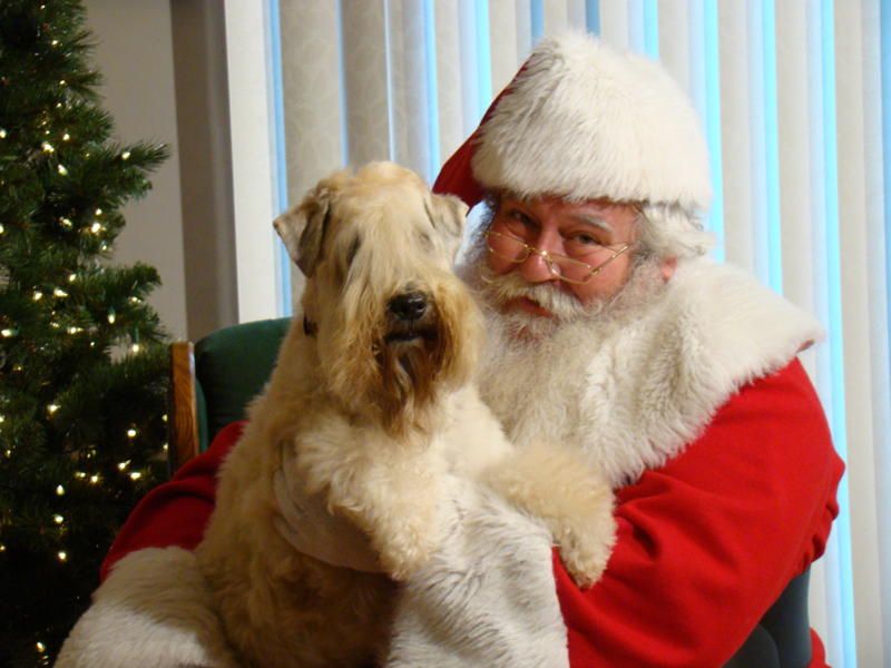 Merry Christmans and Happy Holidays From Lil'Town Wheatens !